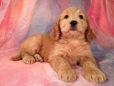 Female Goldendoodle Born July 23, 2012 Ready September 19, 2012